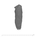 UW101-654 Homo naledi M root bucal