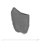 UW101-654 Homo naledi M root distal