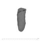 UW101-654 Homo naledi M root lingual