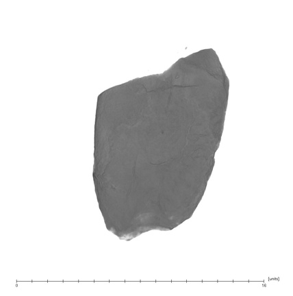 UW101-654 Homo naledi M root mesial