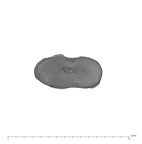 UW101-654 Homo naledi M root occlusal