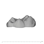 UW101-655 Homo naledi LRM buccal