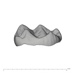 UW101-655 Homo naledi LRM lingual
