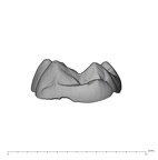 UW101-655 Homo naledi LRM mesial