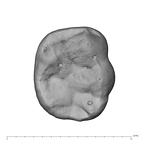 UW101-655 Homo naledi LRM occlusal