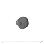 UW101-706 Homo naledi ULC apical