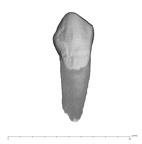 UW101-706 Homo naledi ULC labial