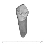 UW101-706 Homo naledi ULC lingual