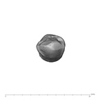 UW101-706 Homo naledi ULC occlusal
