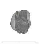 UW101-708 Homo naledi ULM1 apical