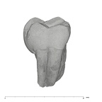 UW101-708 Homo naledi ULM1 buccal