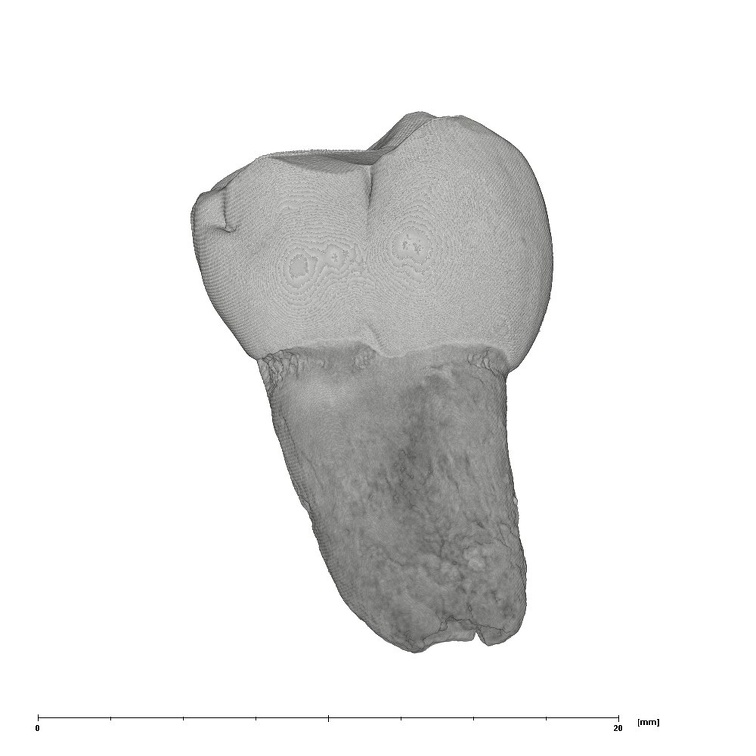 UW101-708 Homo naledi ULM1 lingual