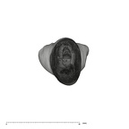 UW101-709 Homo naledi URI2 apical