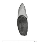 UW101-709 Homo naledi URI2 distal