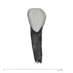 UW101-709 Homo naledi URI2 labial