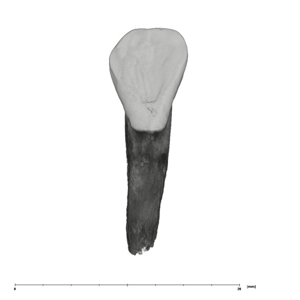 UW101-709 Homo naledi URI2 lingual