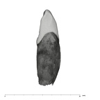 UW101-709 Homo naledi URI2 mesial