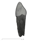 UW101-728 Homo naledi URDC distal