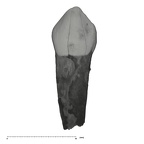 UW101-728 Homo naledi URDC labial