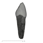 UW101-728 Homo naledi URDC mesial