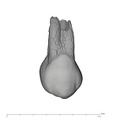 UW101-729 Homo naledi UP buccal