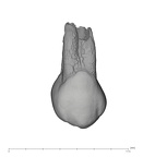 UW101-729 Homo naledi UP buccal