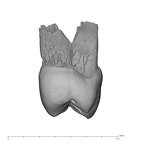 UW101-729 Homo naledi UP distal