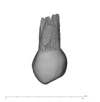 UW101-729 Homo naledi UP lingual