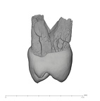 UW101-729 Homo naledi UP mesial