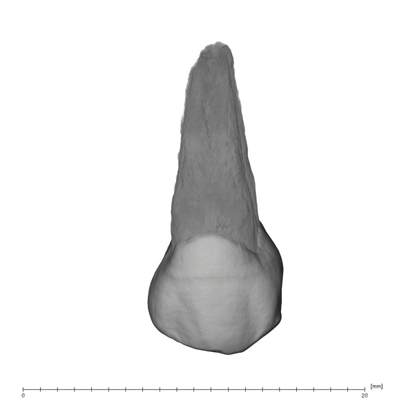 UW101-786 Homo naledi UP buccal