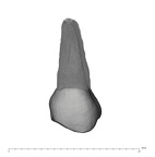UW101-786 Homo naledi UP lingual