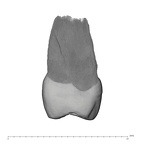 UW101-786 Homo naledi UP mesial
