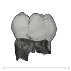 UW101-789 Homo naledi LLM2 buccal