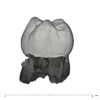 UW101-789 Homo naledi LLM2 distal