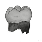 UW101-789 Homo naledi LLM2 lingual
