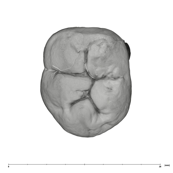 UW101-789 Homo naledi LLM2 occlusal