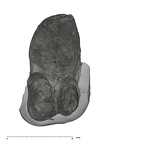 UW101-796 Homo naledi ULM1 apical