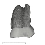 UW101-796 Homo naledi ULM1 buccal