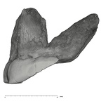 UW101-796 Homo naledi ULM1 mesial
