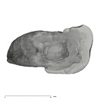 UW101-796 Homo naledi ULM1 occlusal