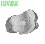 UW101-796 Homo naledi ULM1 ply