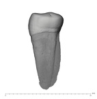 UW101-800 Homo naledi LRP3 mesial
