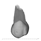 UW101-808 Homo naledi UP buccal