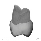 UW101-808 Homo naledi UP distal