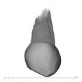 UW101-808 Homo naledi UP lingual