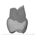 UW101-808 Homo naledi UP mesial