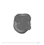 UW101-809 Homo naledi LLM1 apical