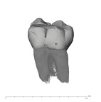 UW101-809 Homo naledi LLM1 buccal