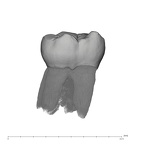 UW101-809 Homo naledi LLM1 lingual