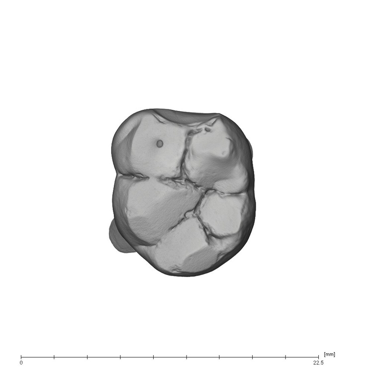 UW101-809 Homo naledi LLM1 occlusal
